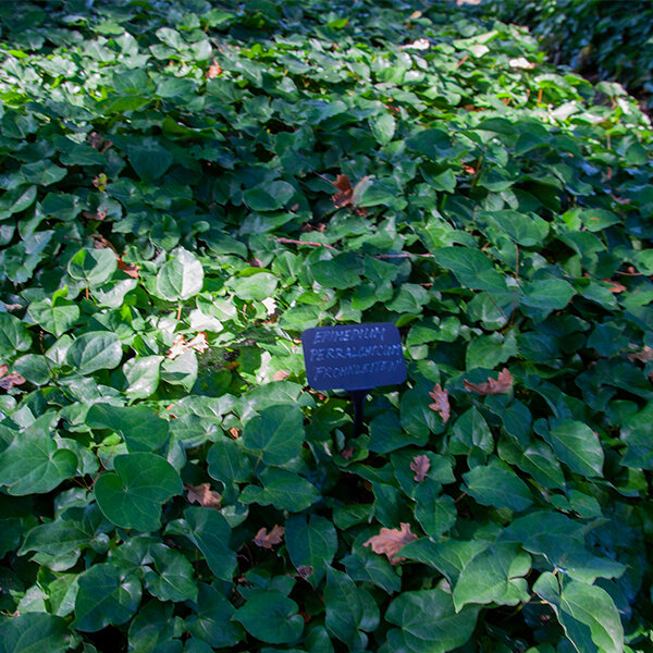 5251418_epimedium_frohnleiten_04