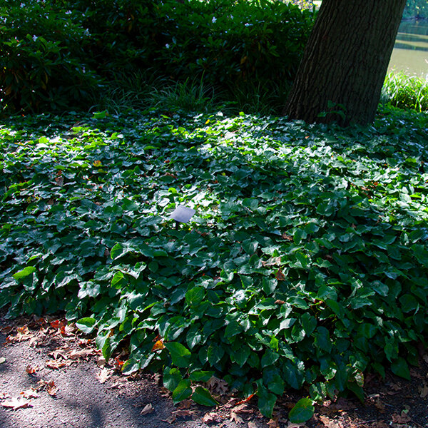 5251418_epimedium_frohnleiten_06