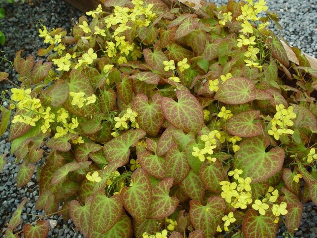 5251418_epimedium_frohnleiten_07