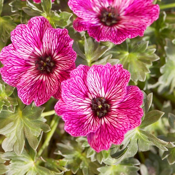 9250917_geranium_jolly_jewel_lilac_01