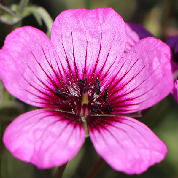 10250989_geranium_jolly_jewel_night_01