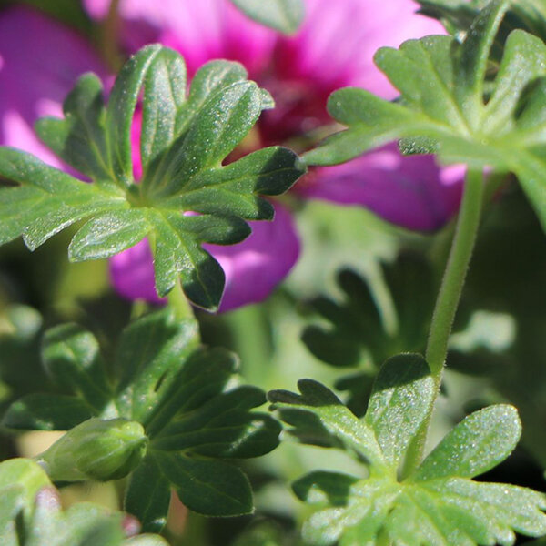 10250989_geranium_jolly_jewel_night_02