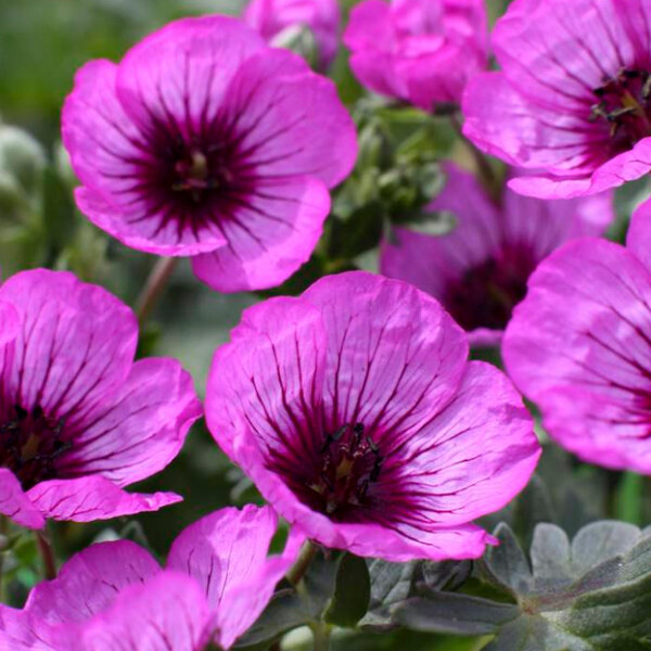 10250989_geranium_jolly_jewel_night_03