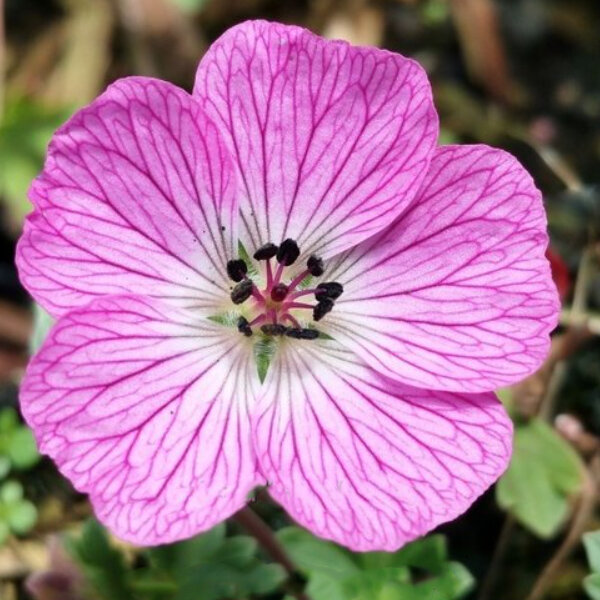 5212898_geranium_jolly_jewel_pink_02
