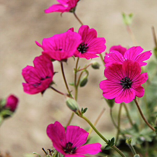 5211314_geranium_jolly_jewel_red_02