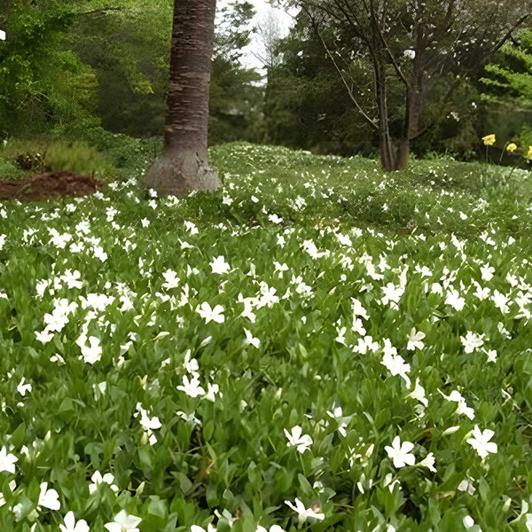 4251059_vinca_gertrude_jekyll_01