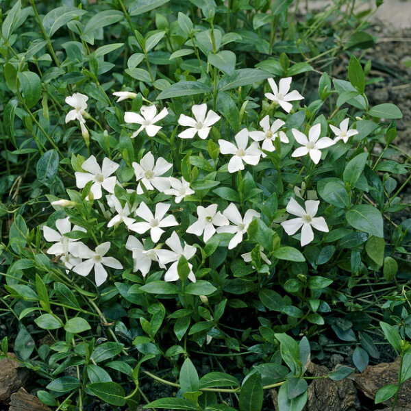 4251059_vinca_gertrude_jekyll_02