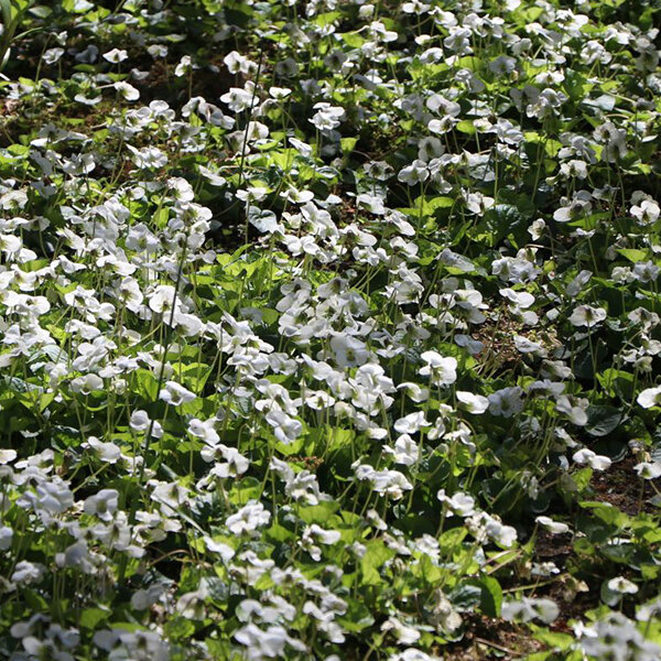 3223440_viola_schneekoniging_02