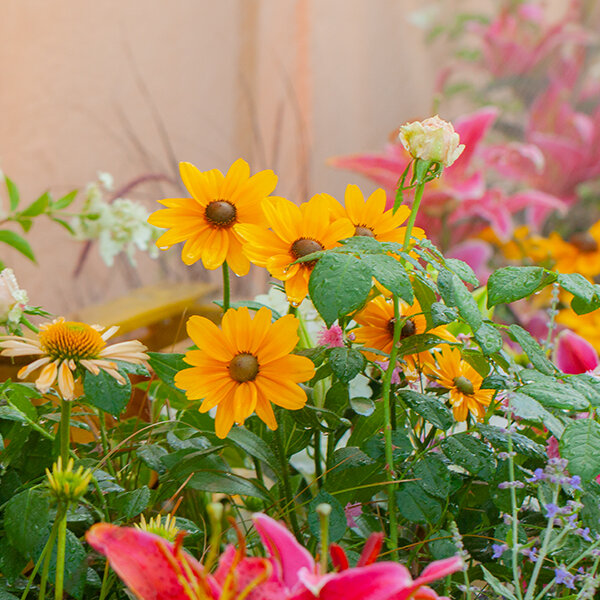 7244386_rudbeckia_sunbeckia_victoria_04