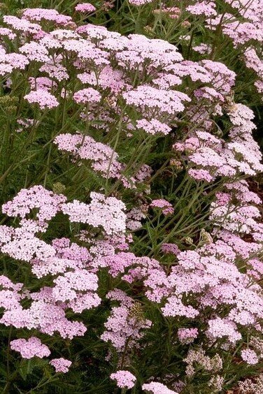 6250936_achillea_appleblossom_01