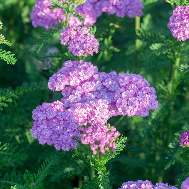 6250936_achillea_appleblossom_03