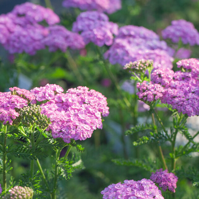 6250936_achillea_appleblossom_04