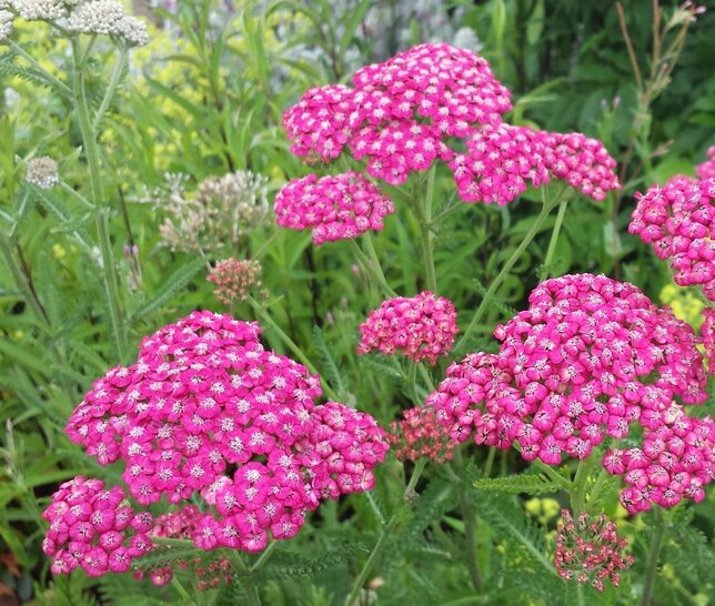 4250270_achillea_cerise_queen_01