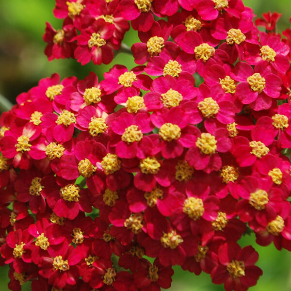 3252246_achillea_milly_rock_red_01