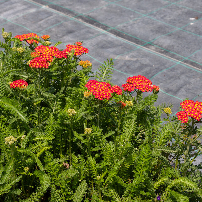 3252246_achillea_milly_rock_red_02