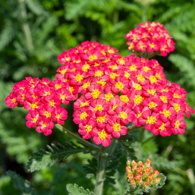 3252246_achillea_milly_rock_red_03