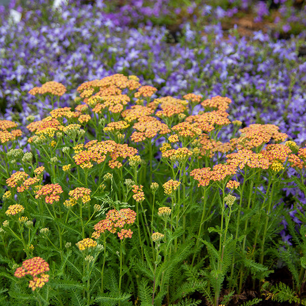 3252245_achillea_milly_rock_yellow_terracotta_01