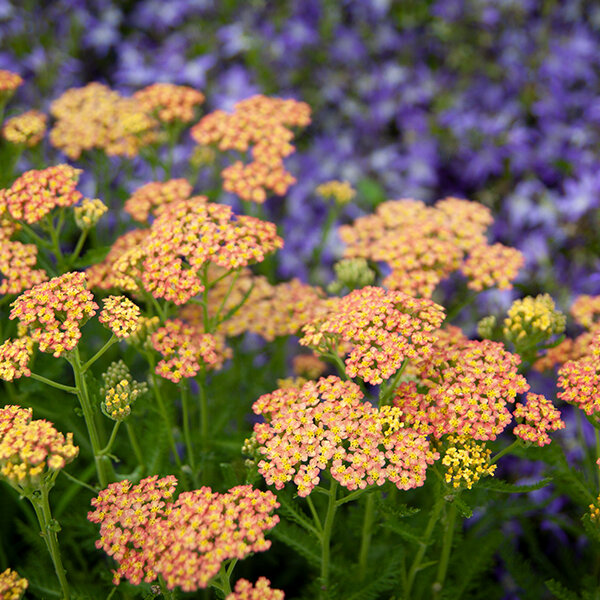3252245_achillea_milly_rock_yellow_terracotta_03