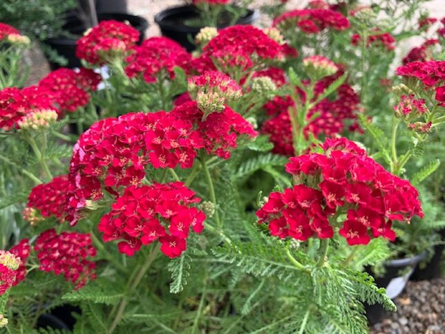 6231399_achillea_paprika_02