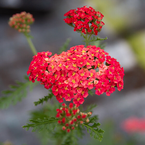 6231399_achillea_paprika_03