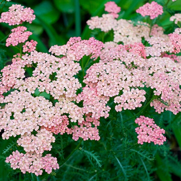 8242859_achillea_pink_grapefruit_01