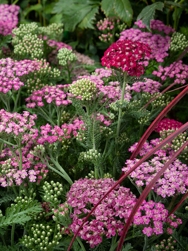 8242859_achillea_pink_grapefruit_02