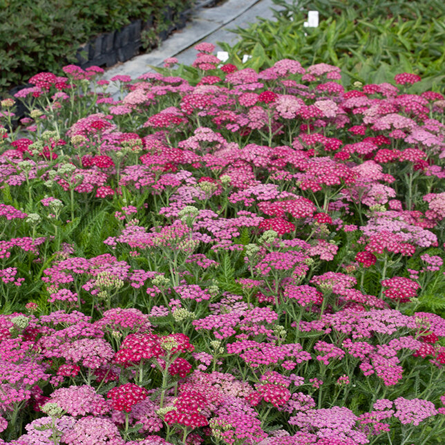 8242859_achillea_pink_grapefruit_06