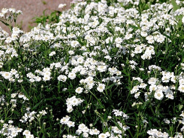 4251665_achillea_the_pearl_01