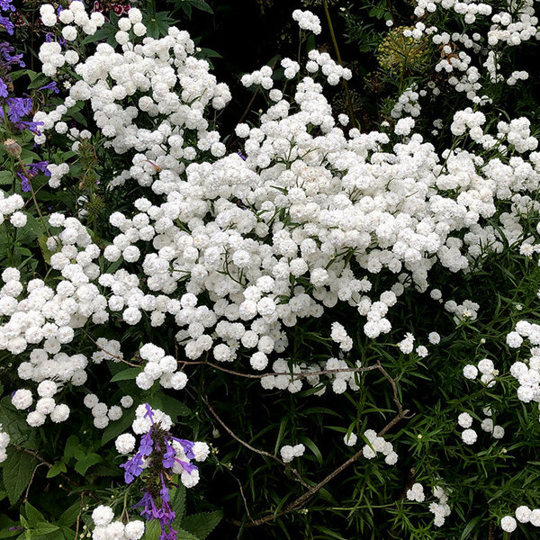 4251665_achillea_the_pearl_02