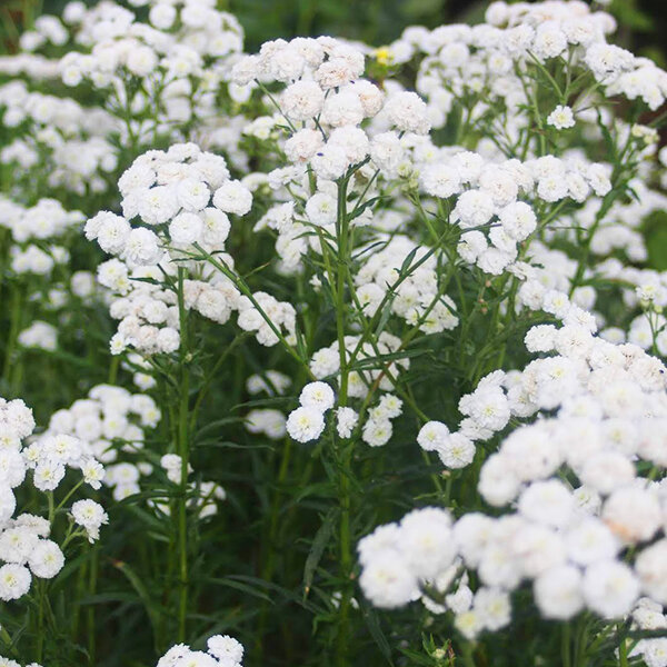 4251665_achillea_the_pearl_03