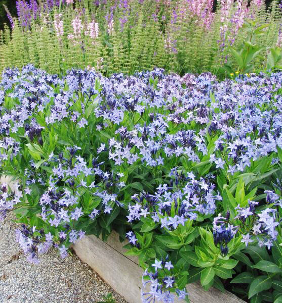 7250061_amsonia_blue_ice_01