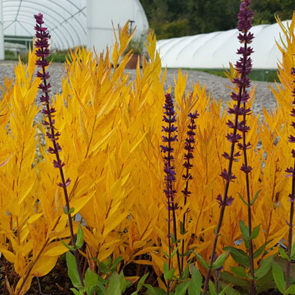 7250061_amsonia_blue_ice_03