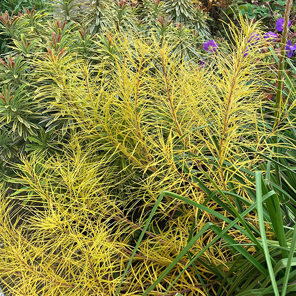 05201206_amsonia_hubrichtii_03