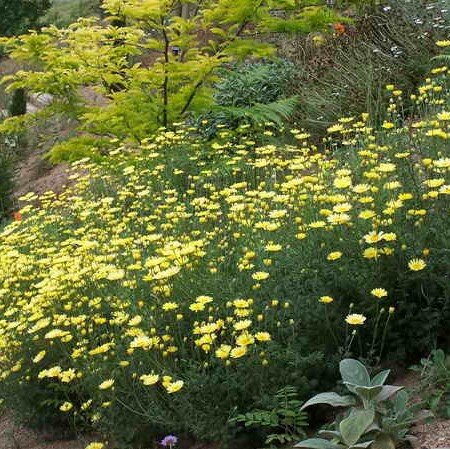 4250632_anthemis_e.c