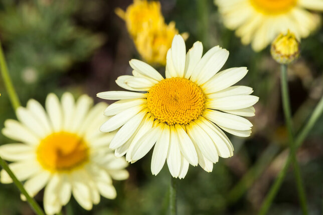 4250632_anthemis_e.c_2