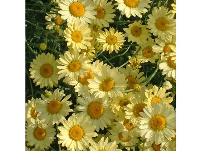 4250632_anthemis_e.c_3