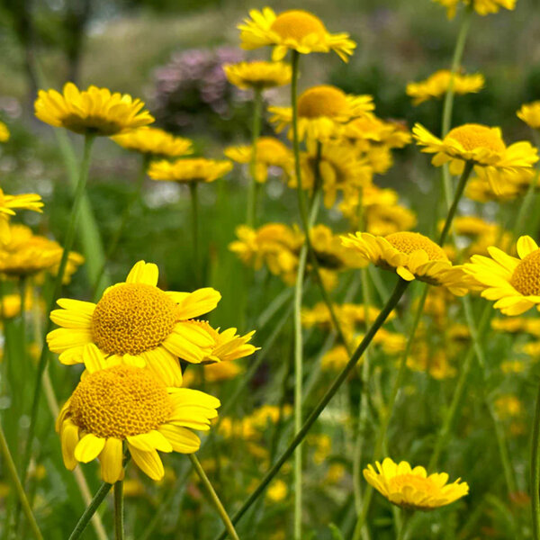 3254539_anthemis_kelwayi_01