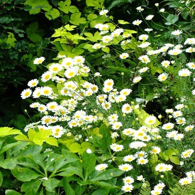 5250934_anthemis_sauce_hollandaise_01