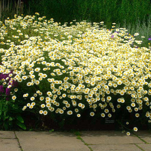 5250934_anthemis_sauce_hollandaise_02