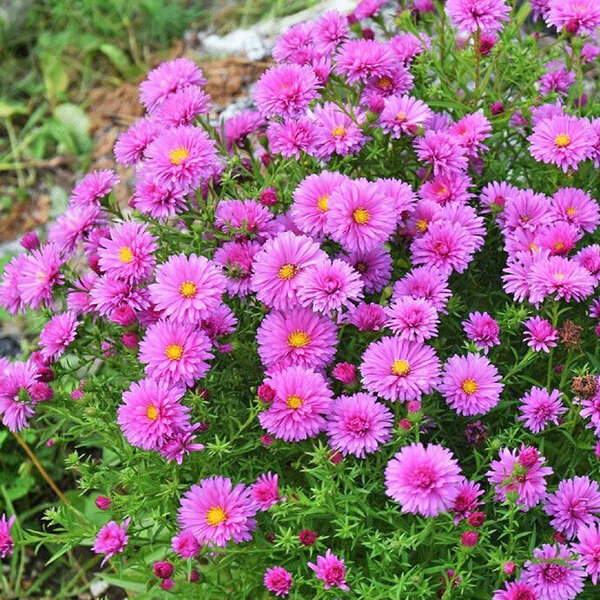 5253915_aster_anneke_01