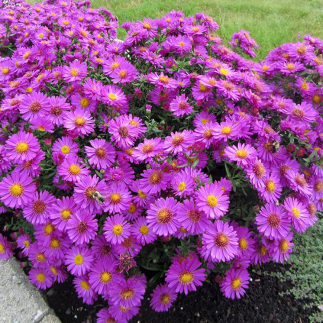 5253915_aster_anneke_02