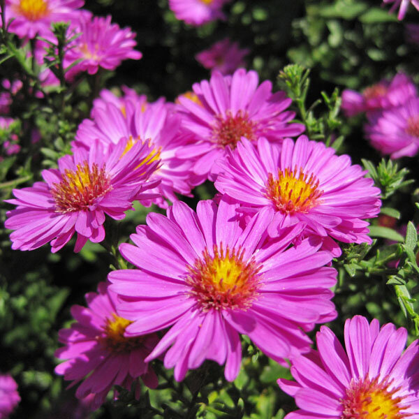 6240850_aster_herbstgruss_vom_bresserhof_01