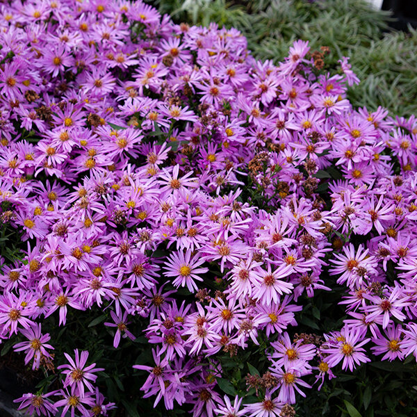 6240850_aster_herbstgruss_vom_bresserhof_03
