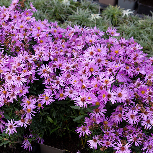 6240850_aster_herbstgruss_vom_bresserhof_04