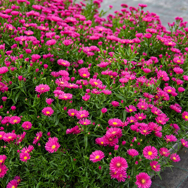 5250851_aster_jenny_01