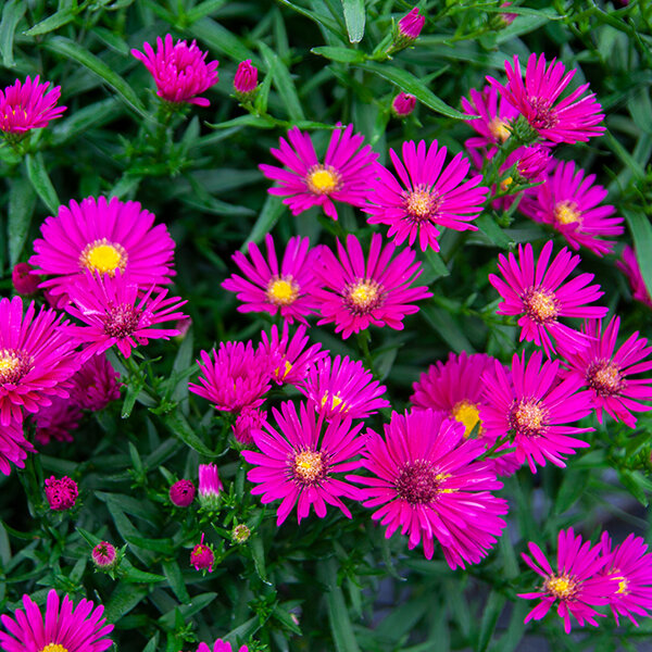 5250851_aster_jenny_02