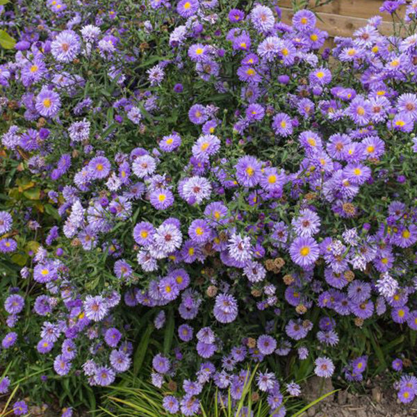 3251867_aster_marie_ballard_01