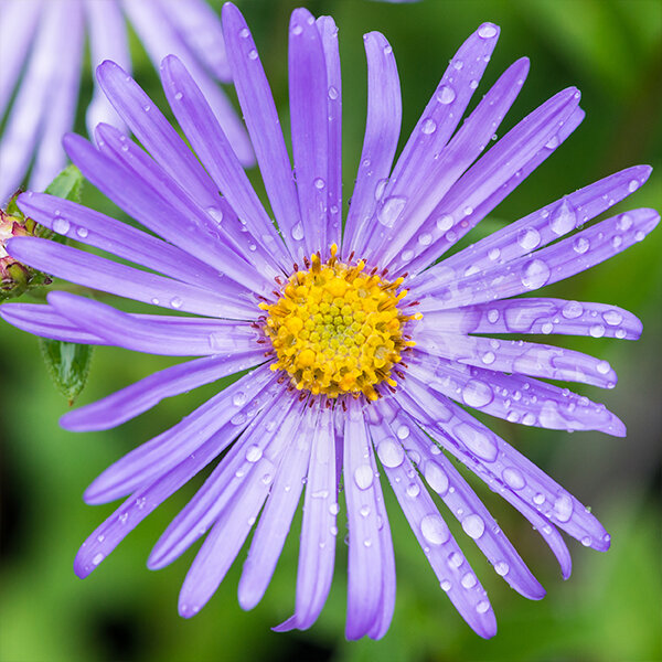 3251401_aster_monch_02