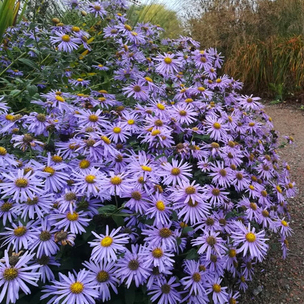 3251401_aster_monch_03