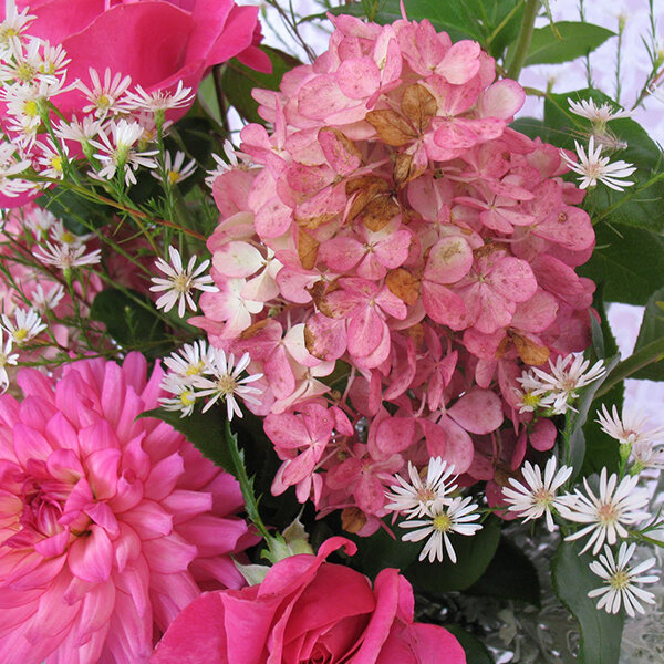 3252310_aster_monte_cassino_01